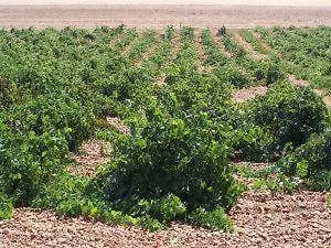 Pago De Trascasas Cubillas de Santa Marta